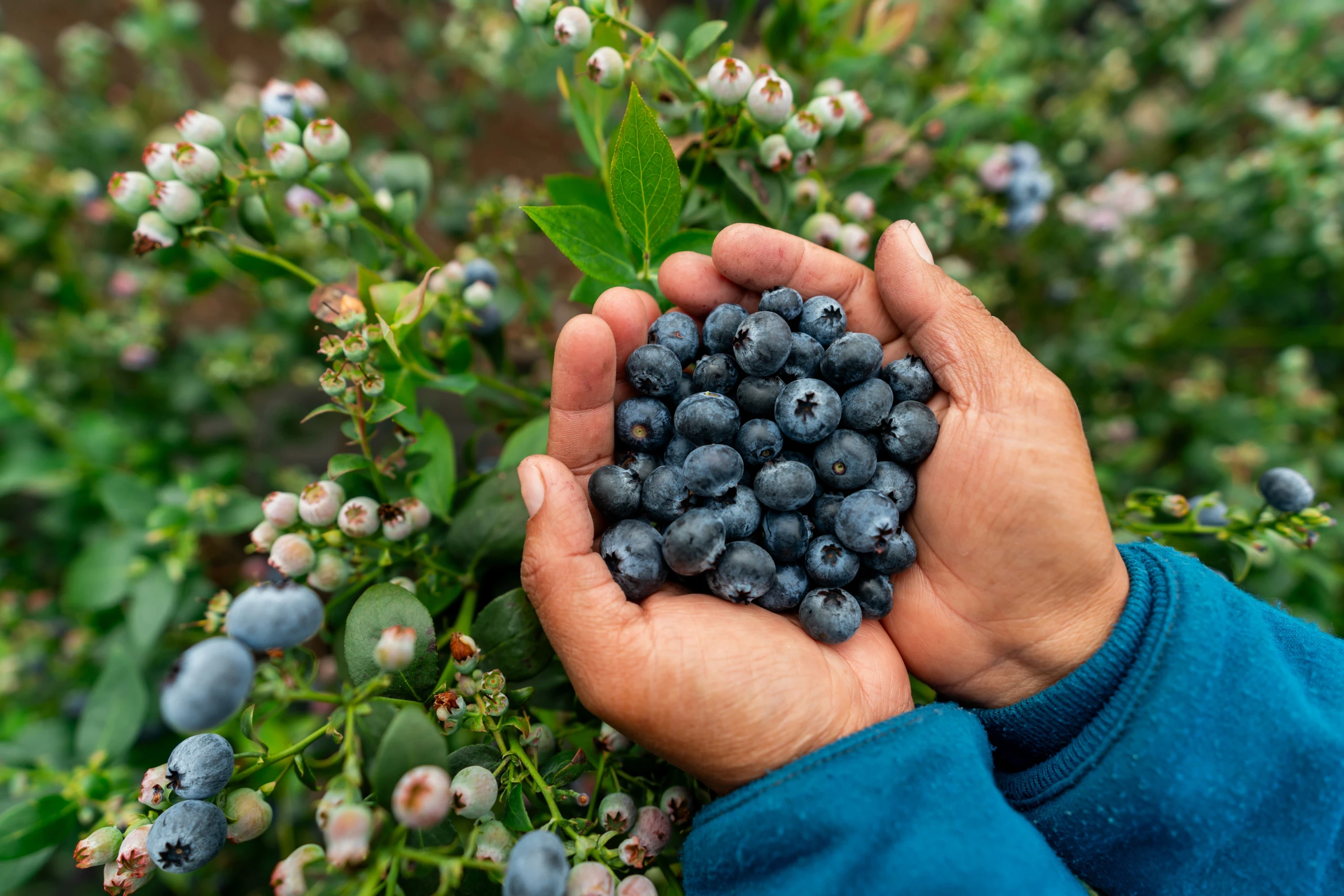 Person holding blue berries with both hands